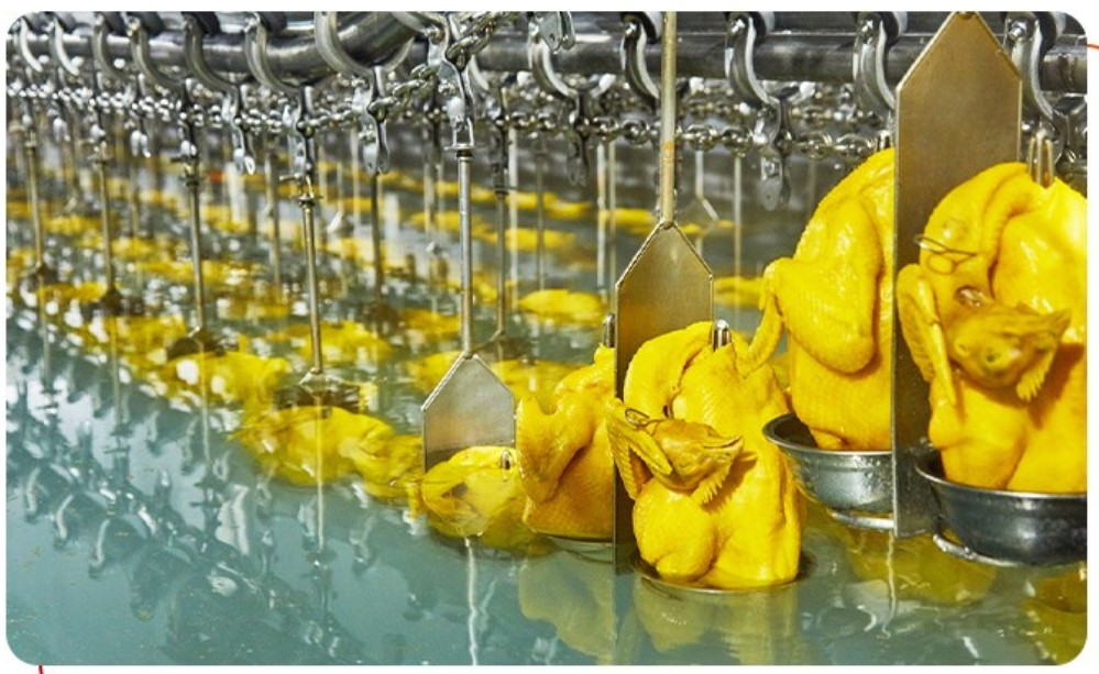 唐順興：從養(yǎng)殖到餐桌，全產(chǎn)業(yè)鏈守護食品安全與品質(zhì)
